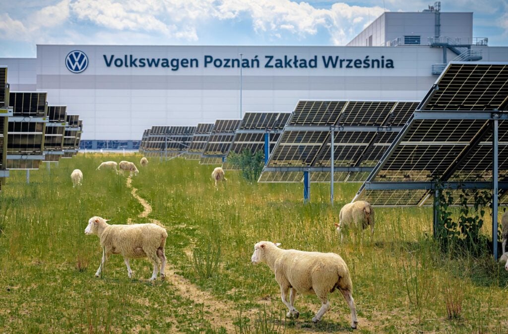 Volkswagen ovejas