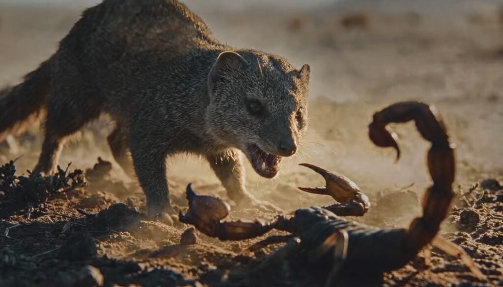 Mongoose